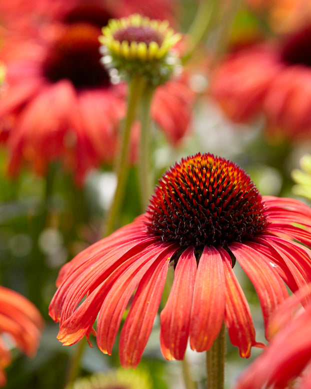 Echinacea 'Postman'