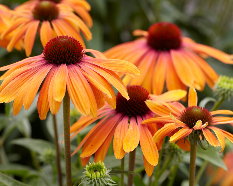 Echinacea 'Rainbow Marcella'