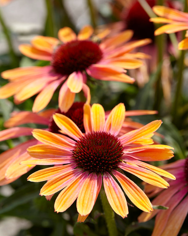 Echinacea 'Rainbow Marcella'