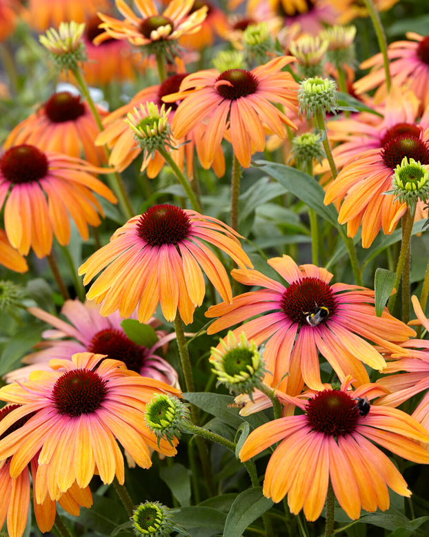 Echinacea 'Rainbow Marcella'