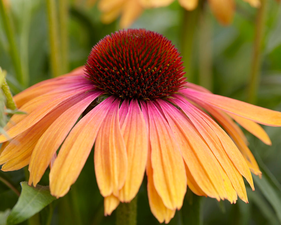 Echinacea 'Rainbow Marcella'