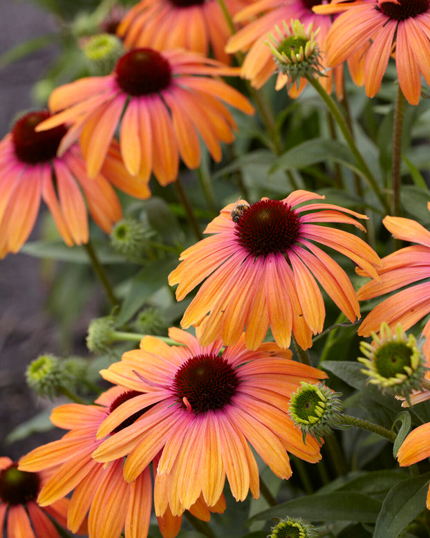 Echinacea 'Rainbow Marcella'