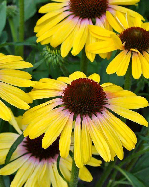 Echinacea 'Yellow Rainbow Marcella'