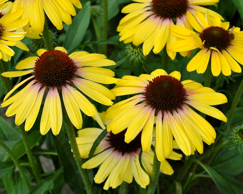 Echinacea 'Yellow Rainbow Marcella'