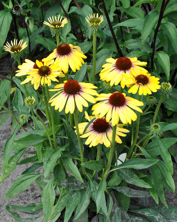 Echinacea 'Yellow Rainbow Marcella'