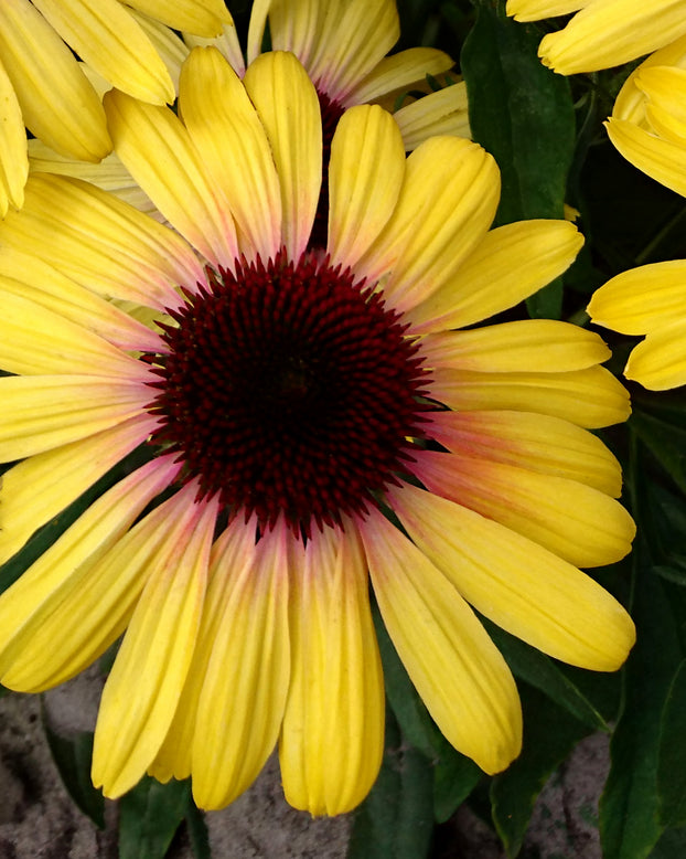 Echinacea 'Yellow Rainbow Marcella'