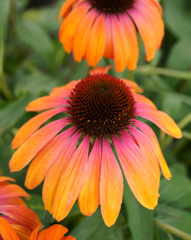 Echinacea 'Rainbow Marcella'