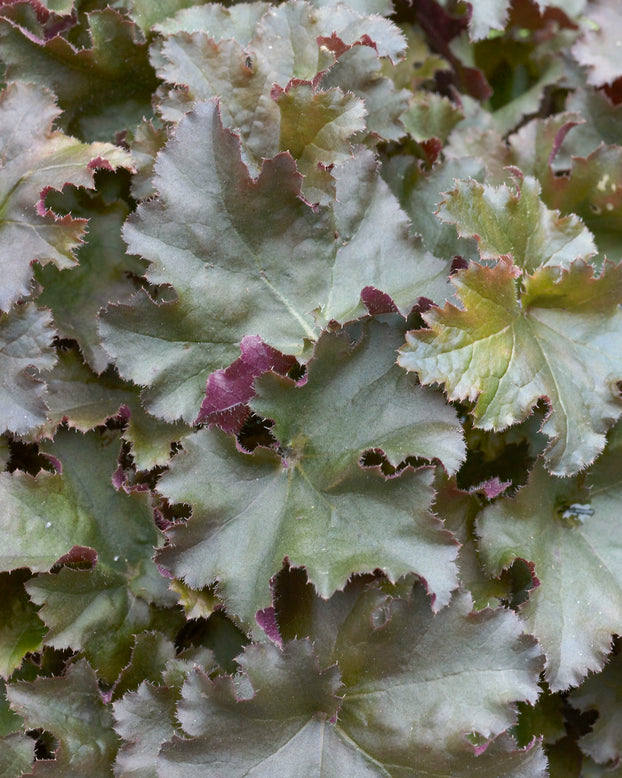 Heuchera 'Cappuccino'