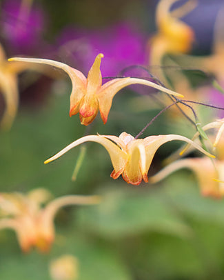Epimedium 'Amber Queen'