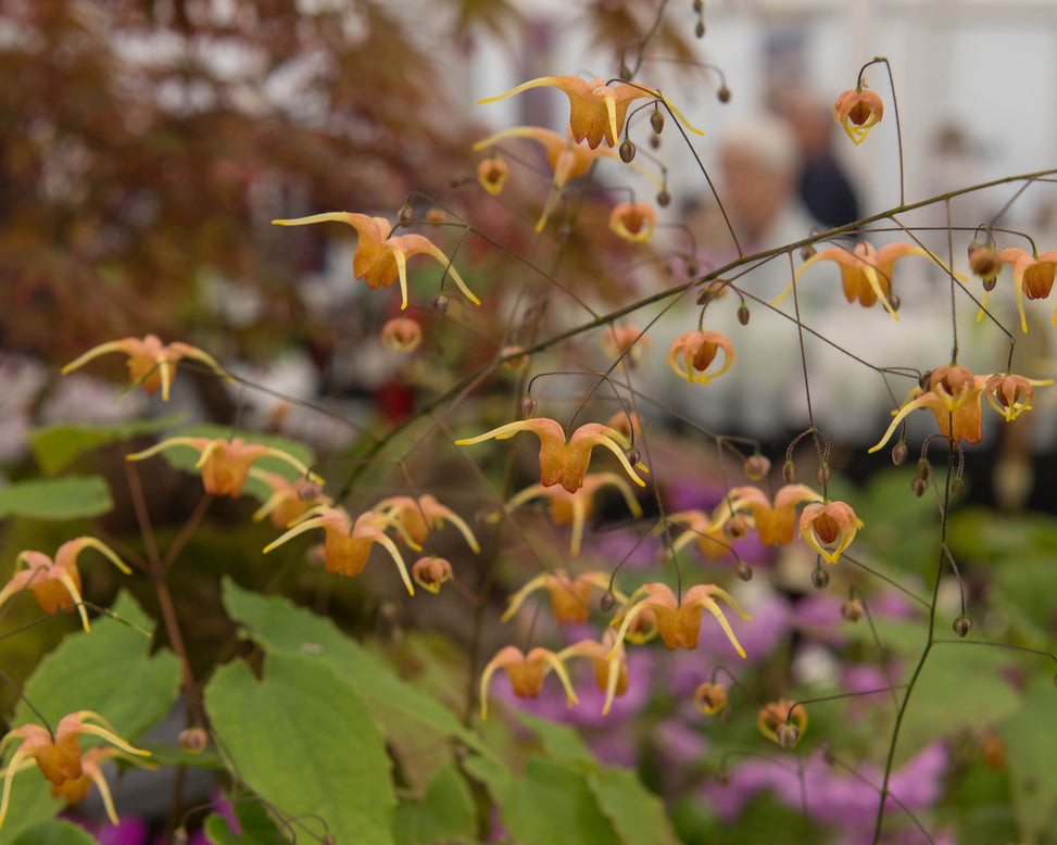 Epimedium 'Amber Queen'