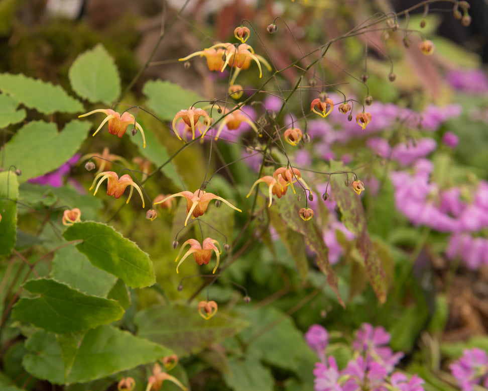 Epimedium 'Amber Queen'