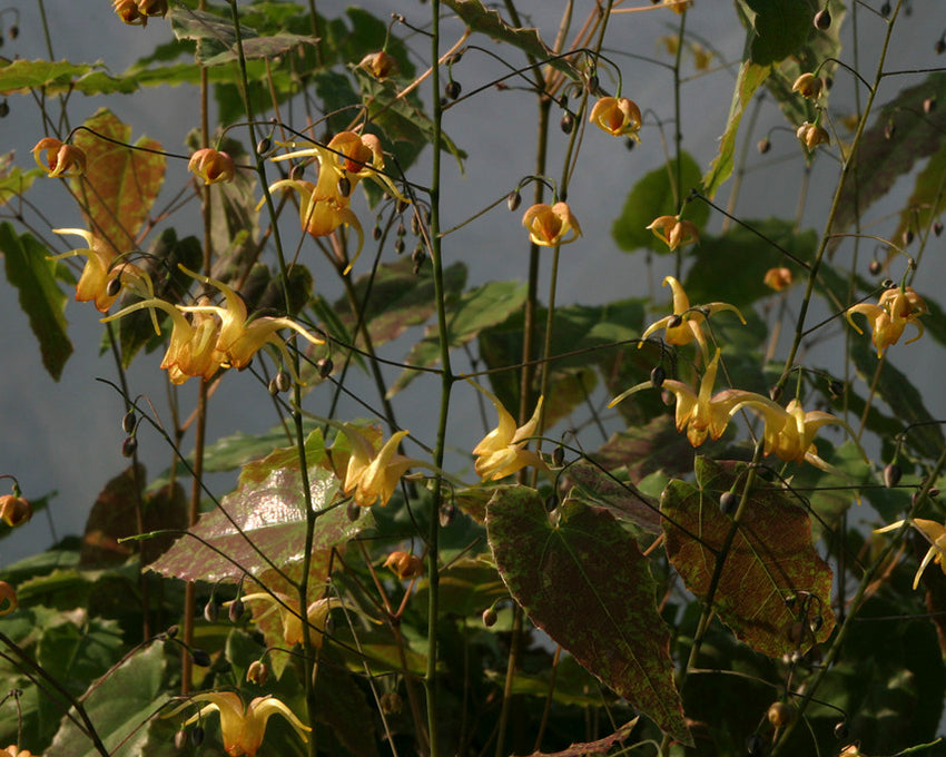Epimedium 'Amber Queen'