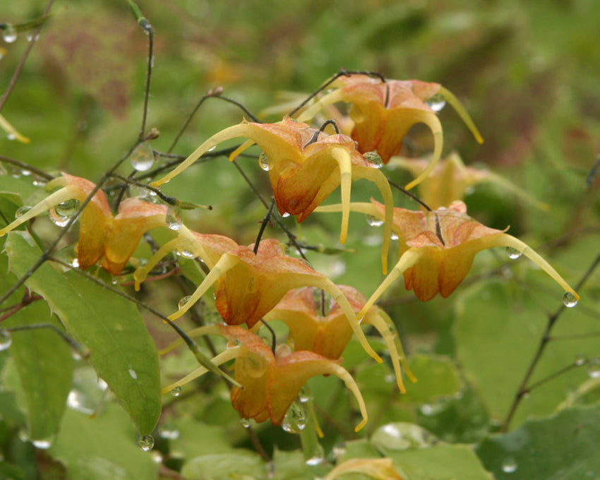 Epimedium 'Amber Queen'
