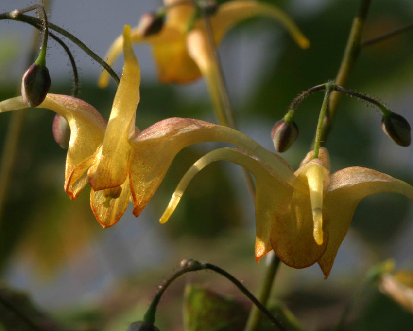 Epimedium 'Amber Queen'