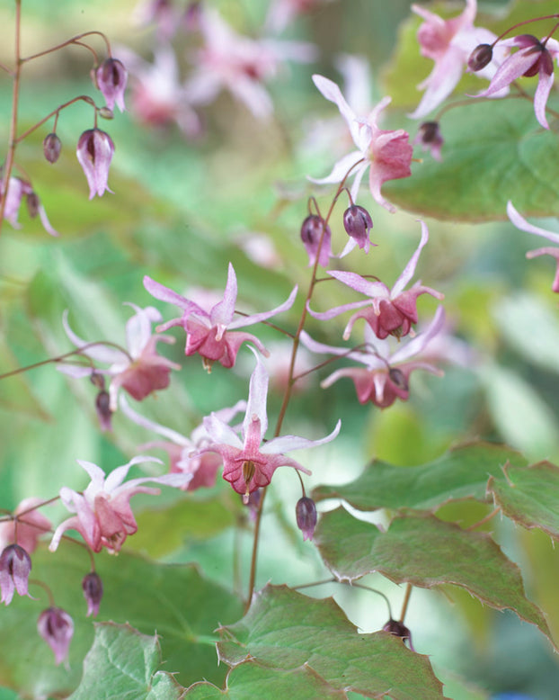 Epimedium 'Pink Elf'