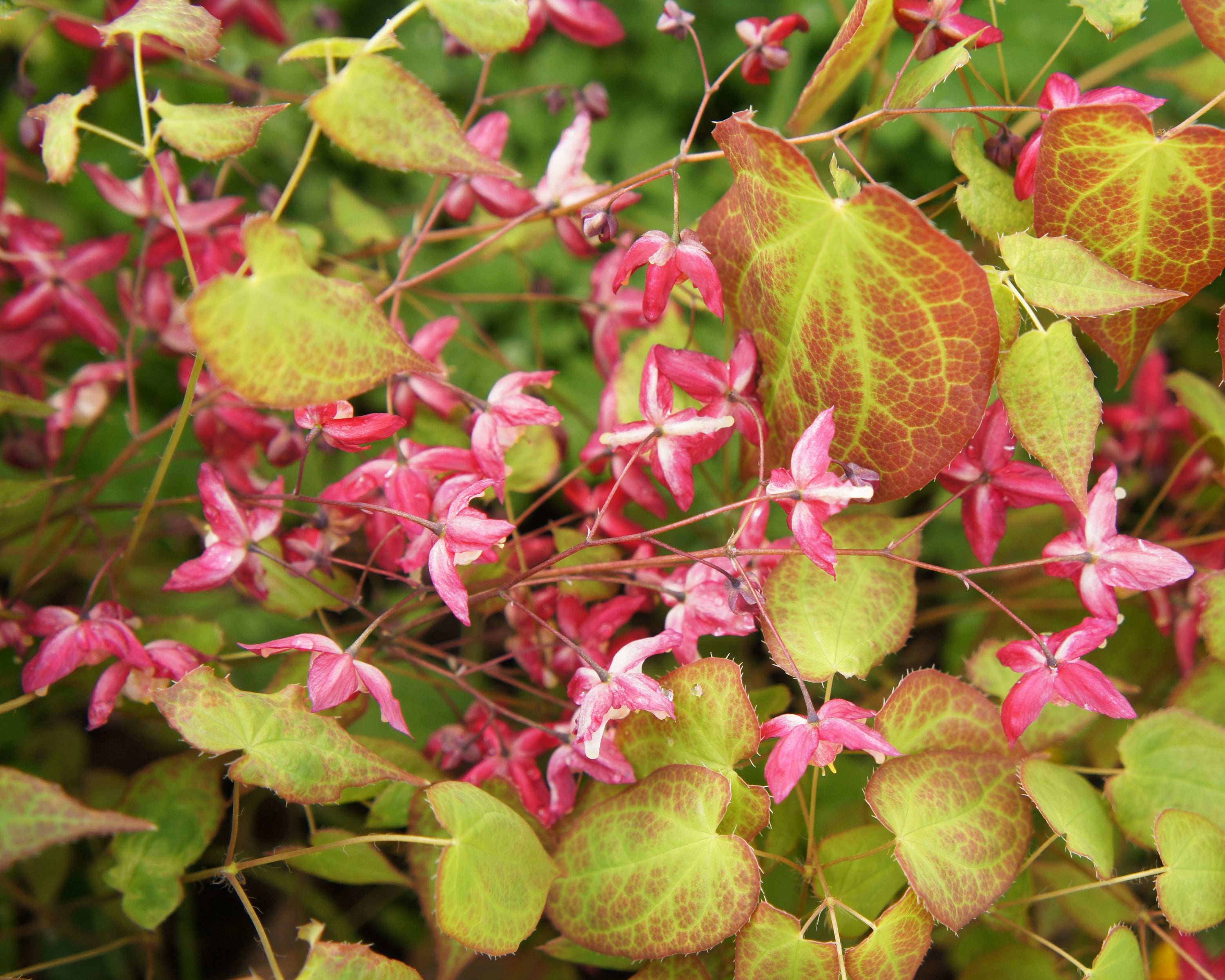 Epimedium Rubrum Bare Roots Buy Bishop s Hat Online At Farmer Gracy UK epimedium-rubrum-bare-roots-buy-bishop-s-hat-online-at-farmer-gracy-uk