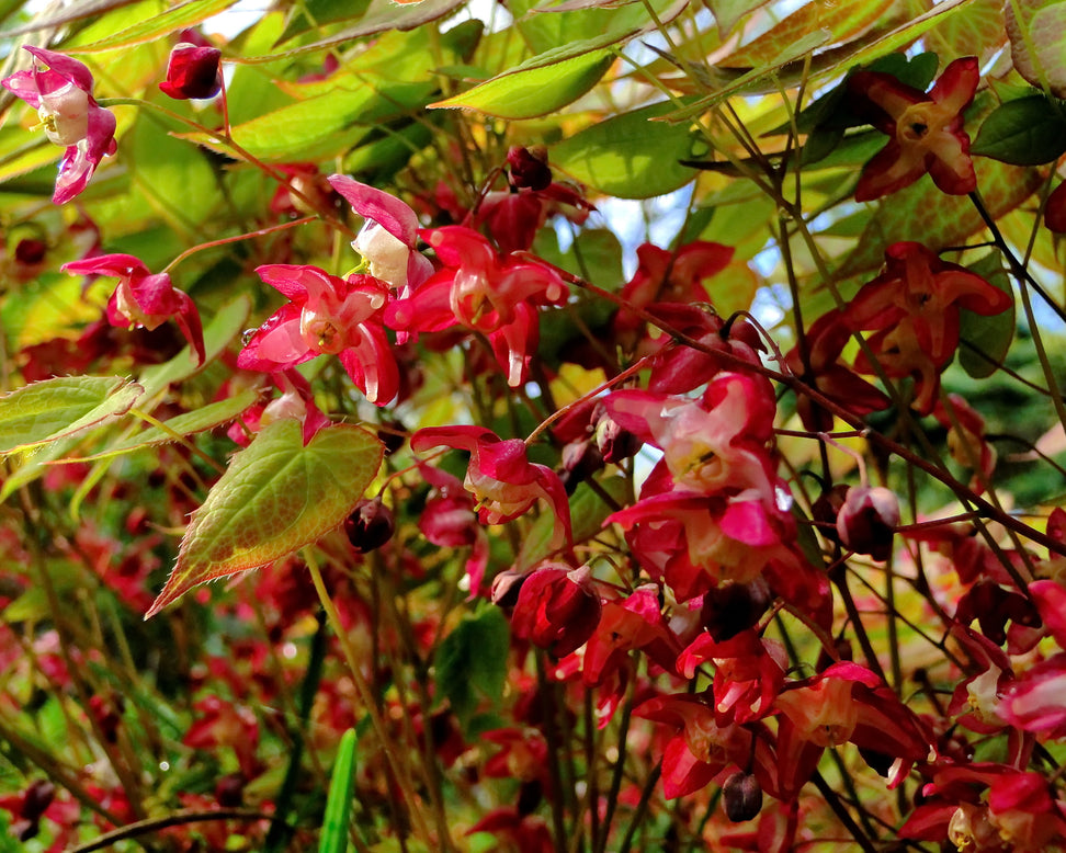 Epimedium × rubrum