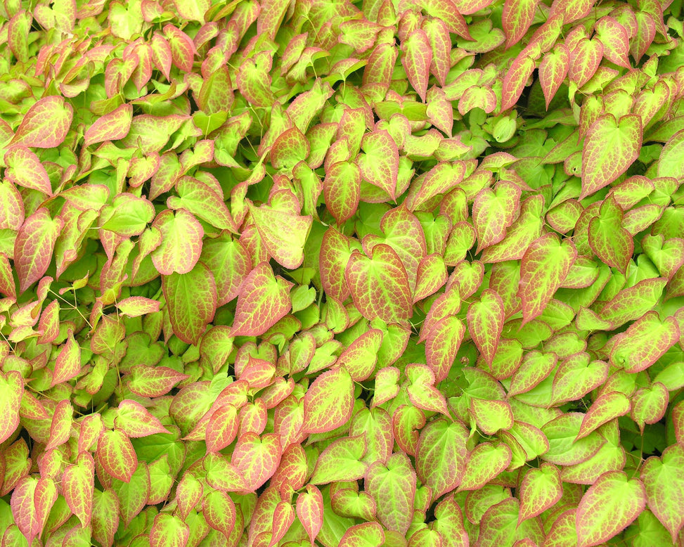Epimedium × rubrum