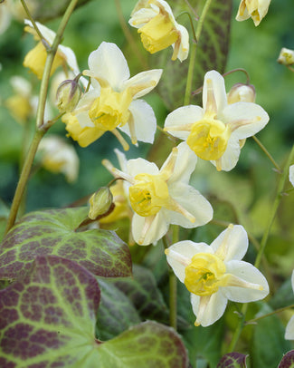 Epimedium 'Sulphureum'