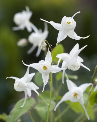Epimedium 'White Hart'