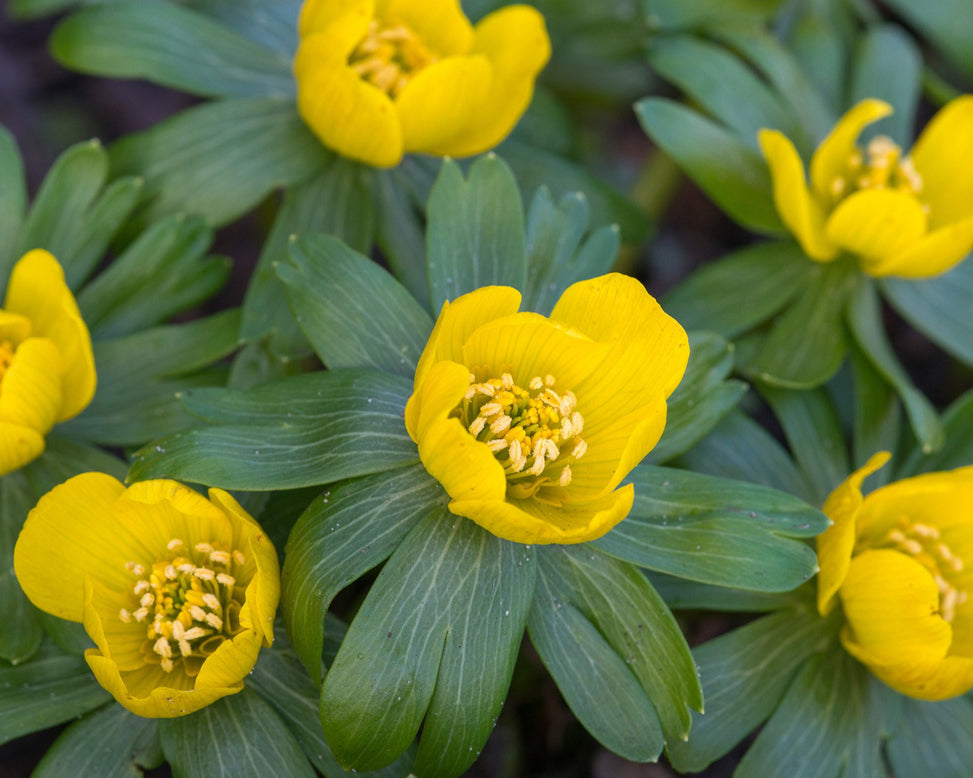 Flower Bulbshyemalis (Winter Aconite) Bulbs UK - 3