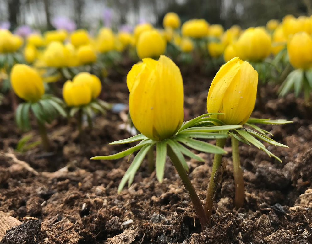 Eranthis hyemalis