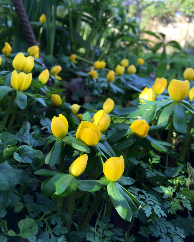 Eranthis hyemalis