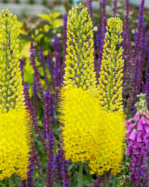 Eremurus 'Tap Dance'