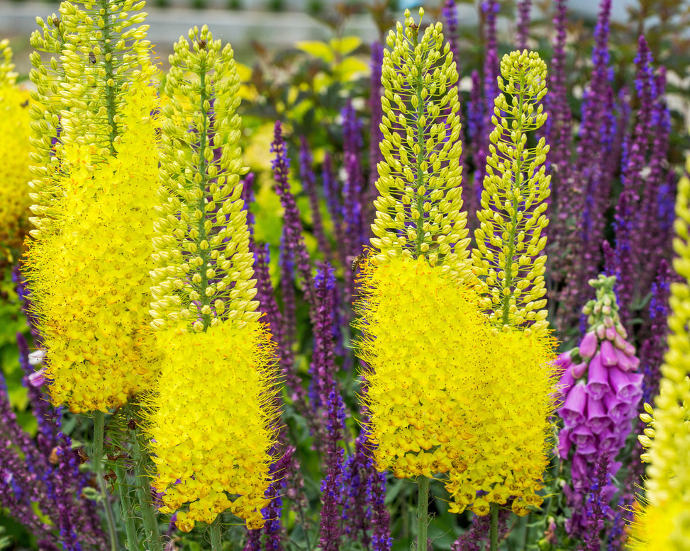 Eremurus 'Tap Dance'