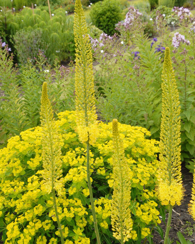 Eremurus 'Tap Dance'