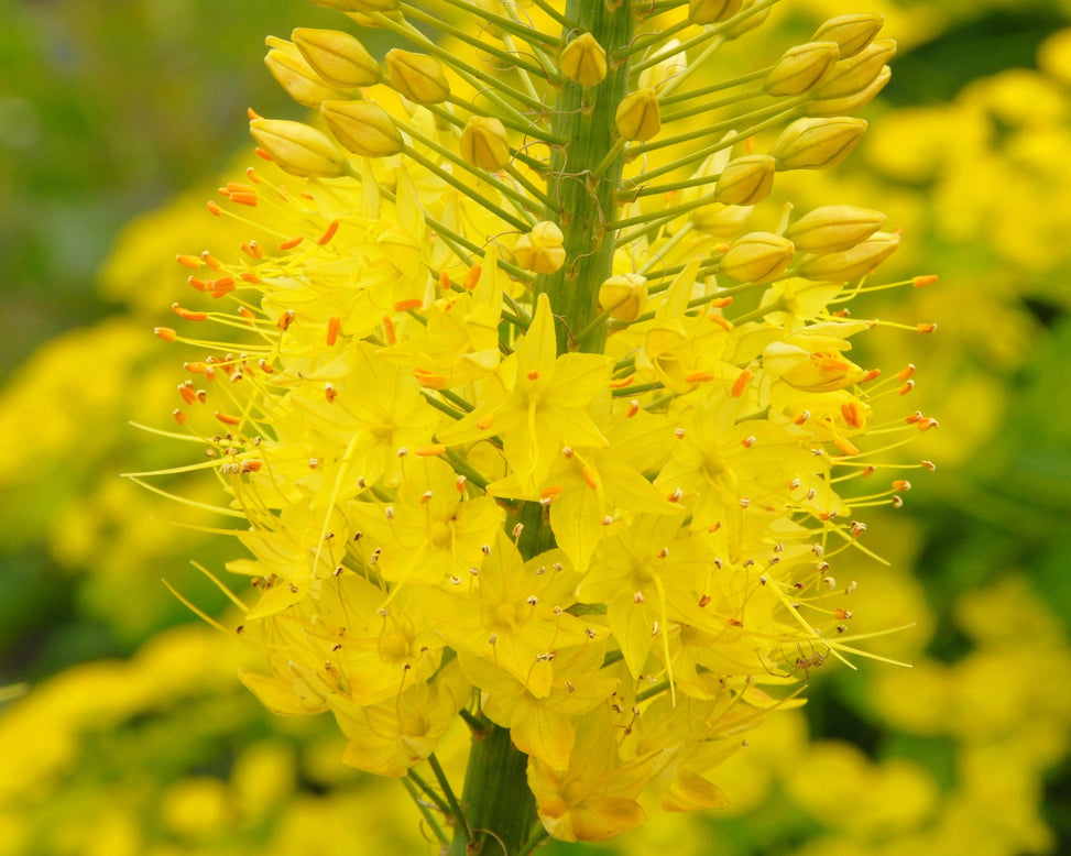 Eremurus 'Tap Dance'