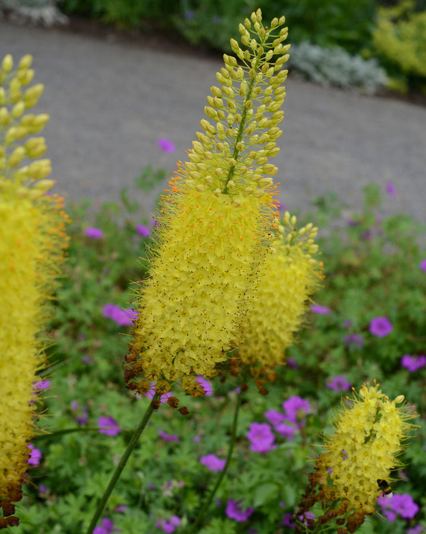 Eremurus 'Tap Dance'