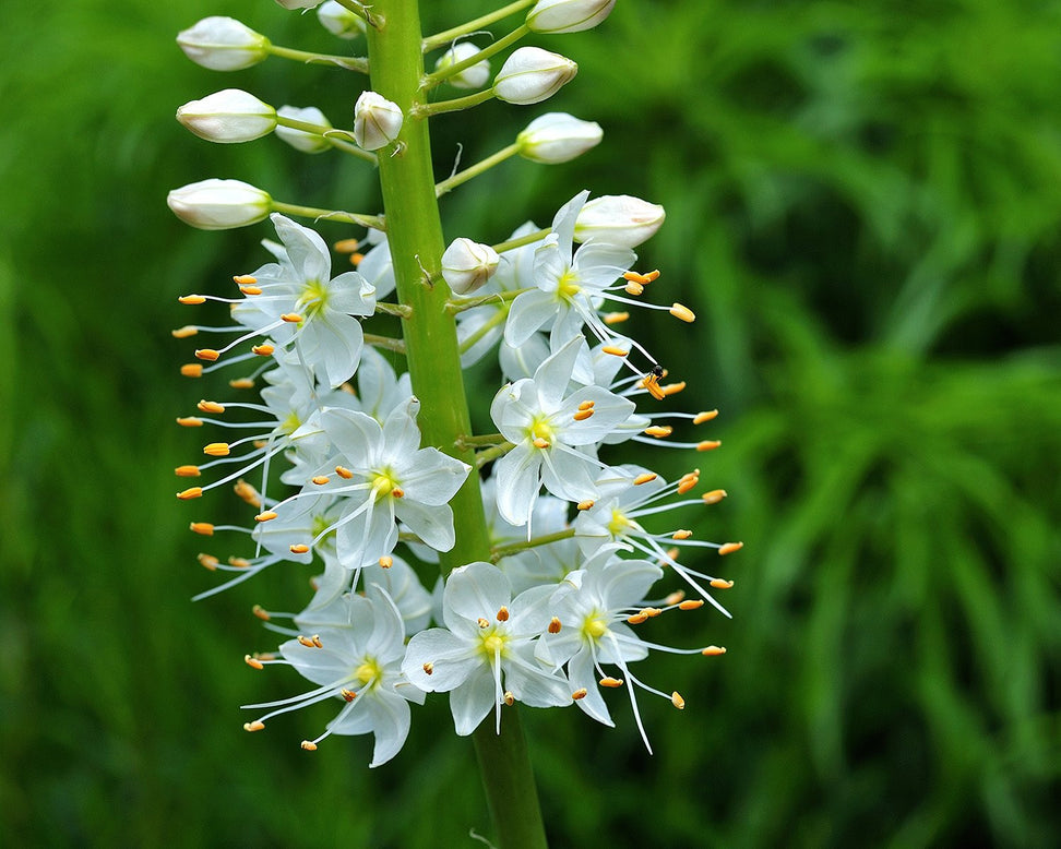 Eremurus himalaicus