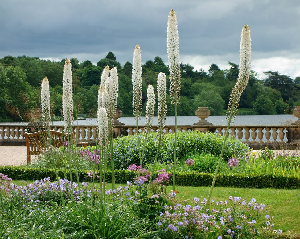 Eremurus himalaicus