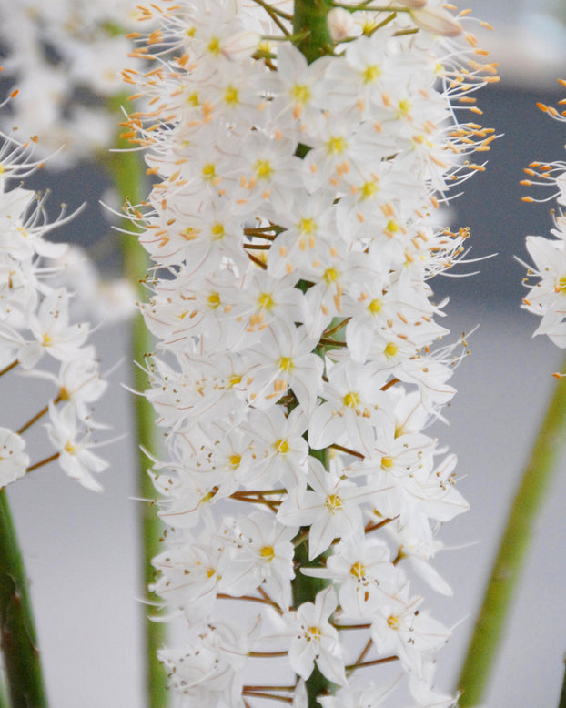 Eremurus himalaicus