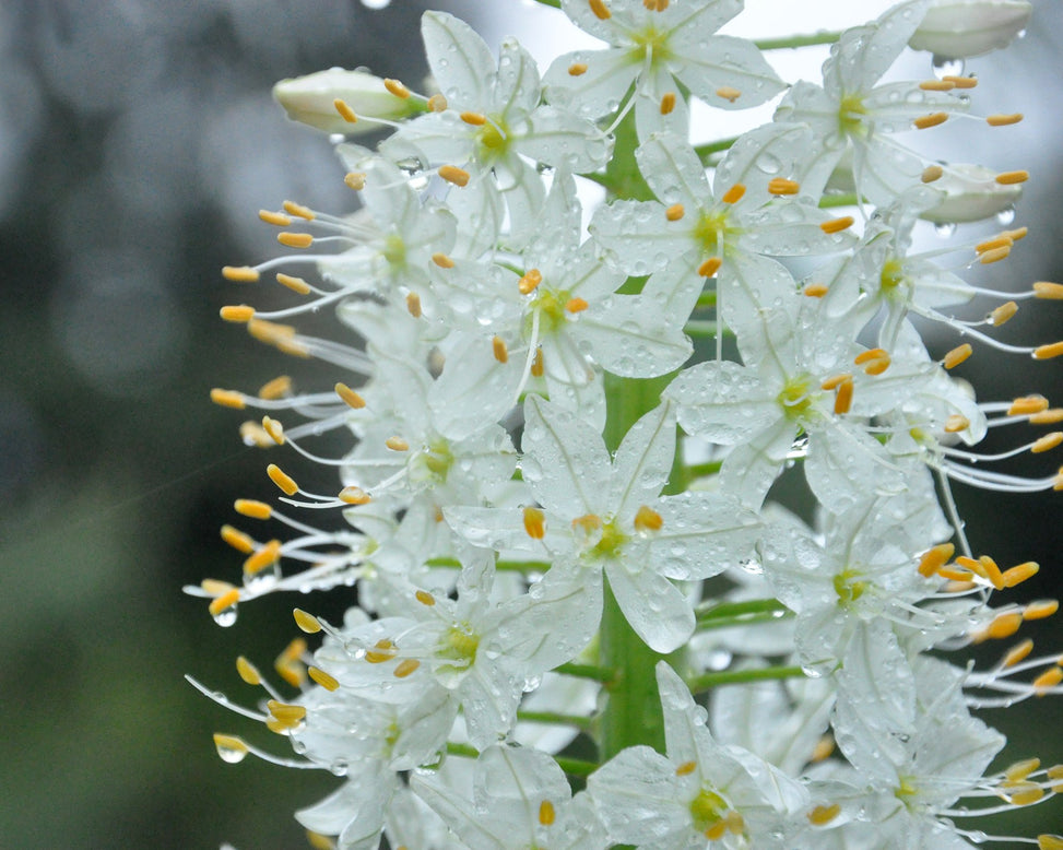 Eremurus himalaicus