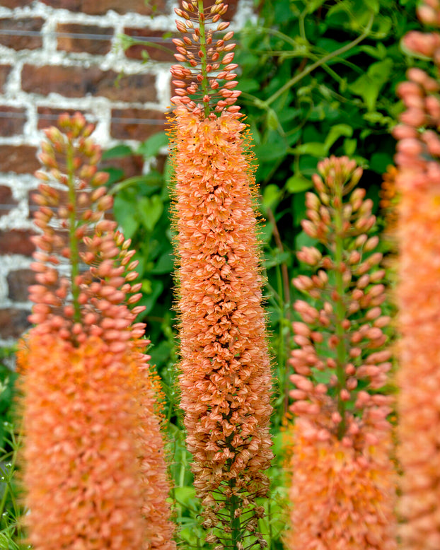 Eremurus 'Pinokkio'