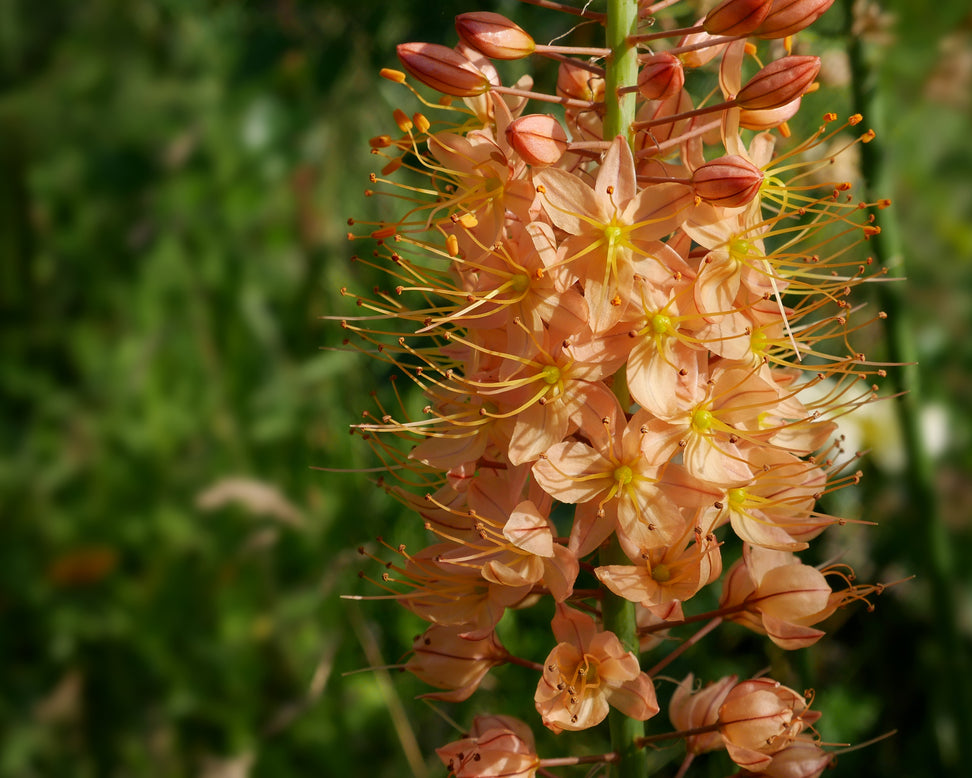 Eremurus 'Pinokkio'