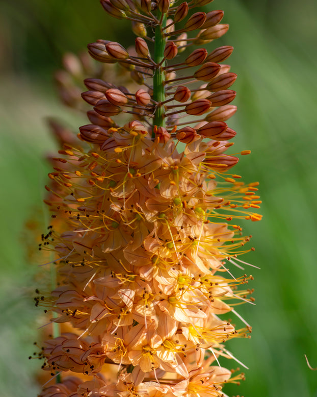 Eremurus 'Pinokkio'