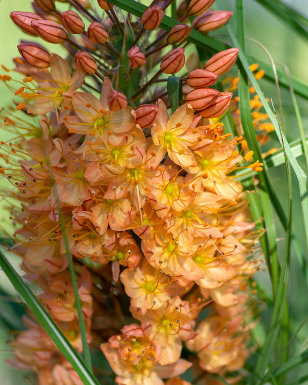 Eremurus 'Pinokkio'