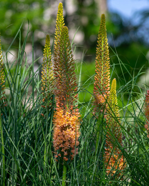 Eremurus 'Pinokkio'