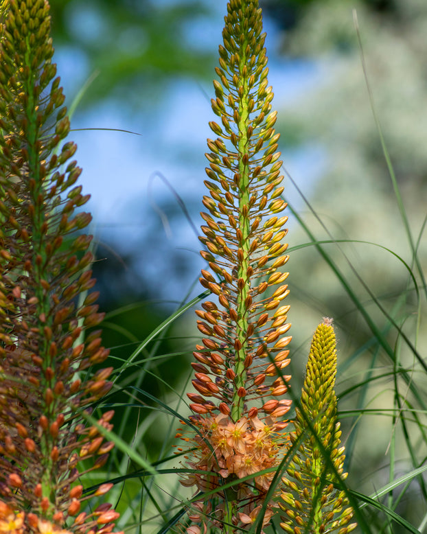 Eremurus 'Pinokkio'