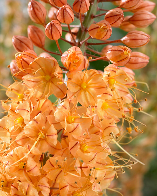 Eremurus 'Pinokkio'