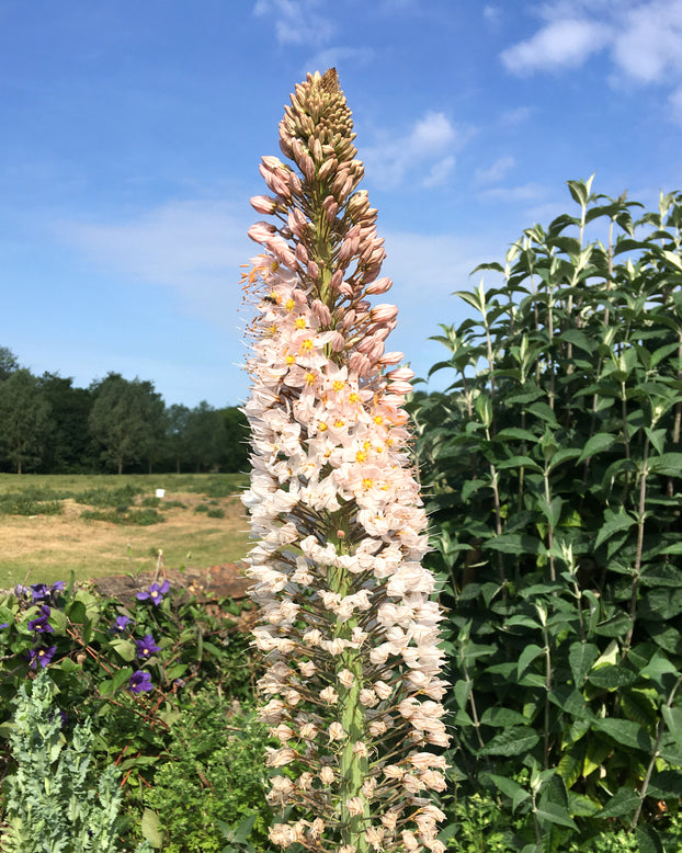 Eremurus 'Robustus'
