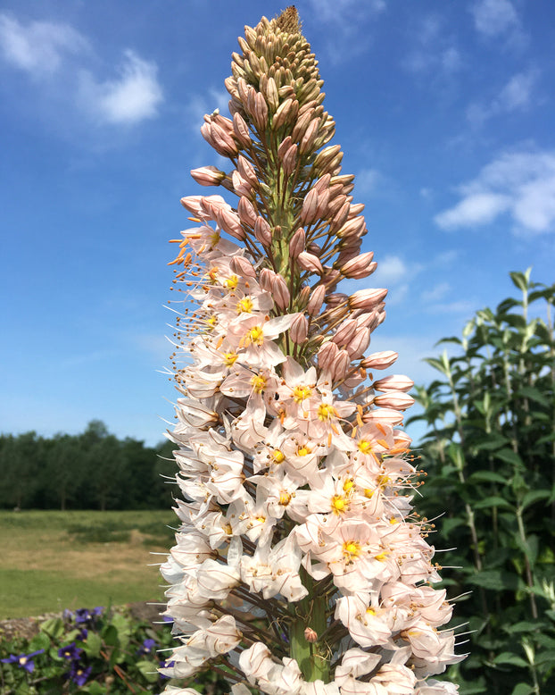 Eremurus 'Robustus'