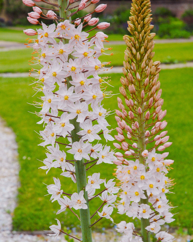 Eremurus 'Robustus'