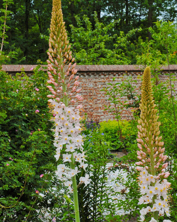 Eremurus 'Robustus'