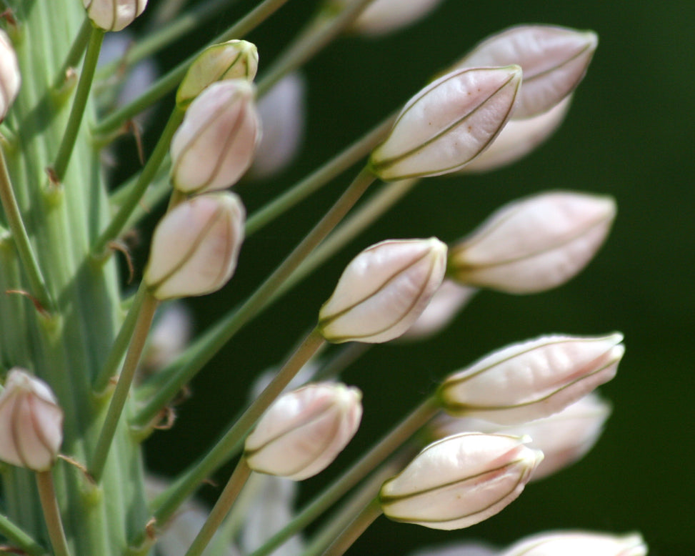 Eremurus 'Robustus'