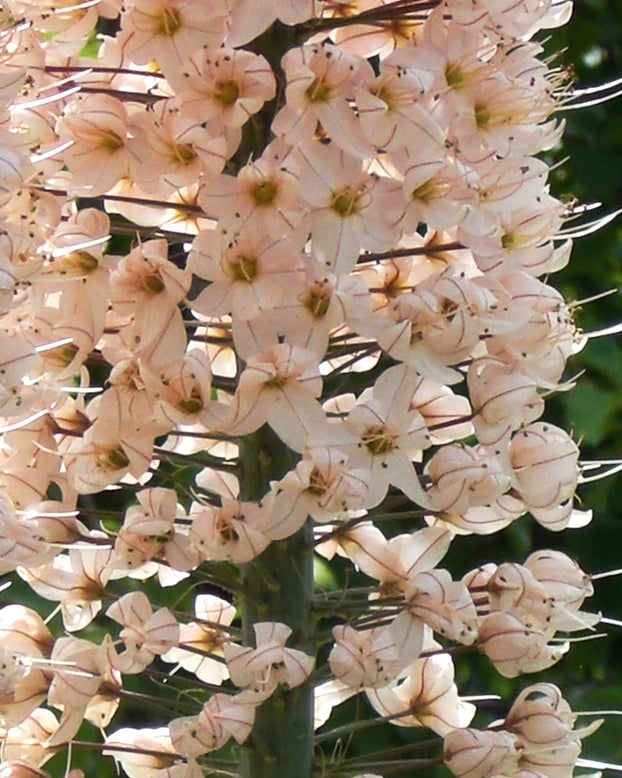 Eremurus 'Robustus'