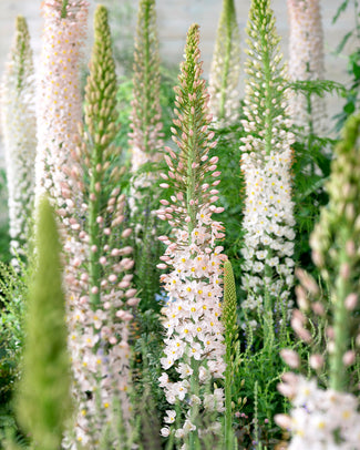 Eremurus 'Robustus'